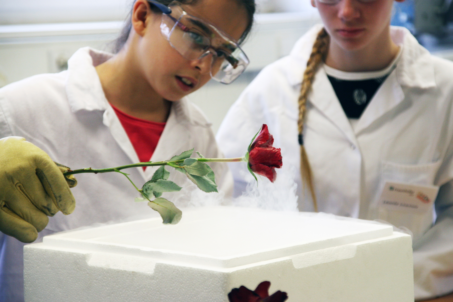 Mädchen lässt eine Rose in Flüssigstickstoff erstarren